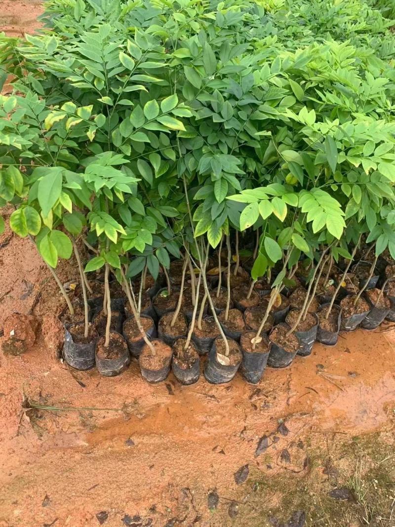 黄花梨，名贵苗木基地直销批发一手货源