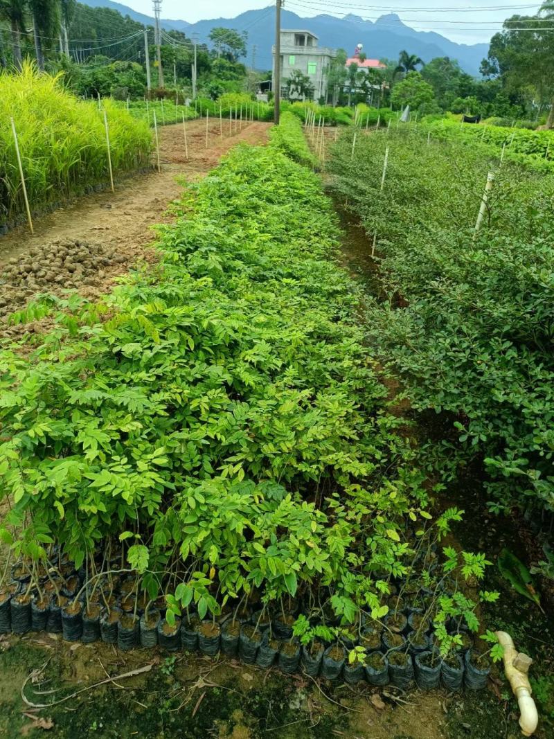 黄花梨，名贵苗木基地直销批发一手货源