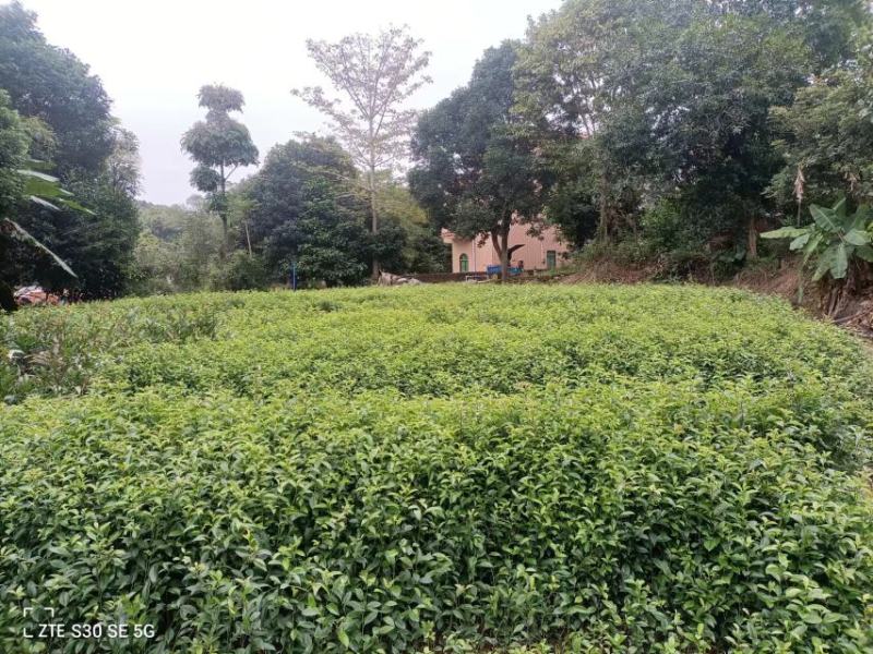 红果冬青、铁冬青白银树，种植基地批发大量供应各种苗