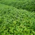 红果冬青、铁冬青白银树，种植基地批发大量供应各种苗