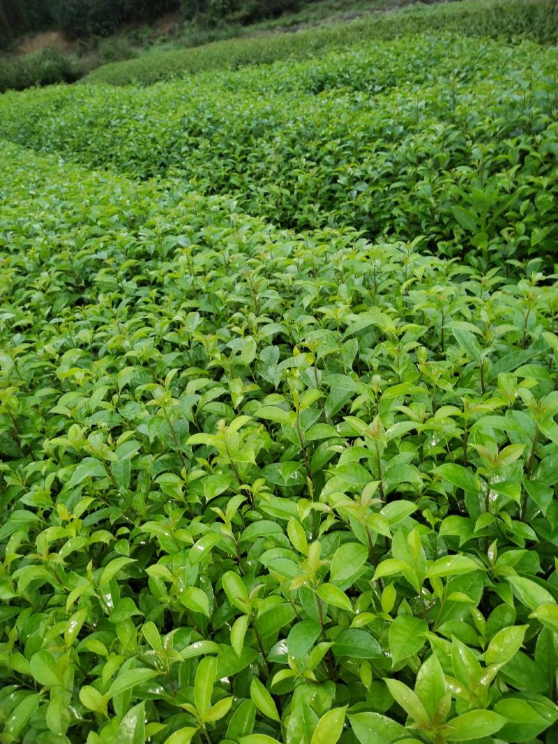 红果冬青、铁冬青白银树，种植基地批发大量供应各种苗