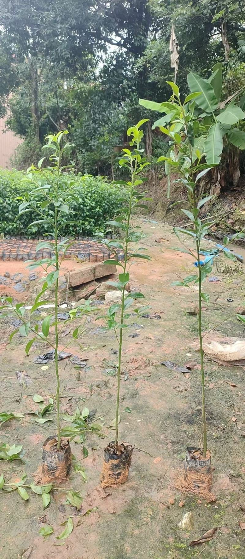 红果冬青、铁冬青白银树，种植基地批发大量供应各种苗