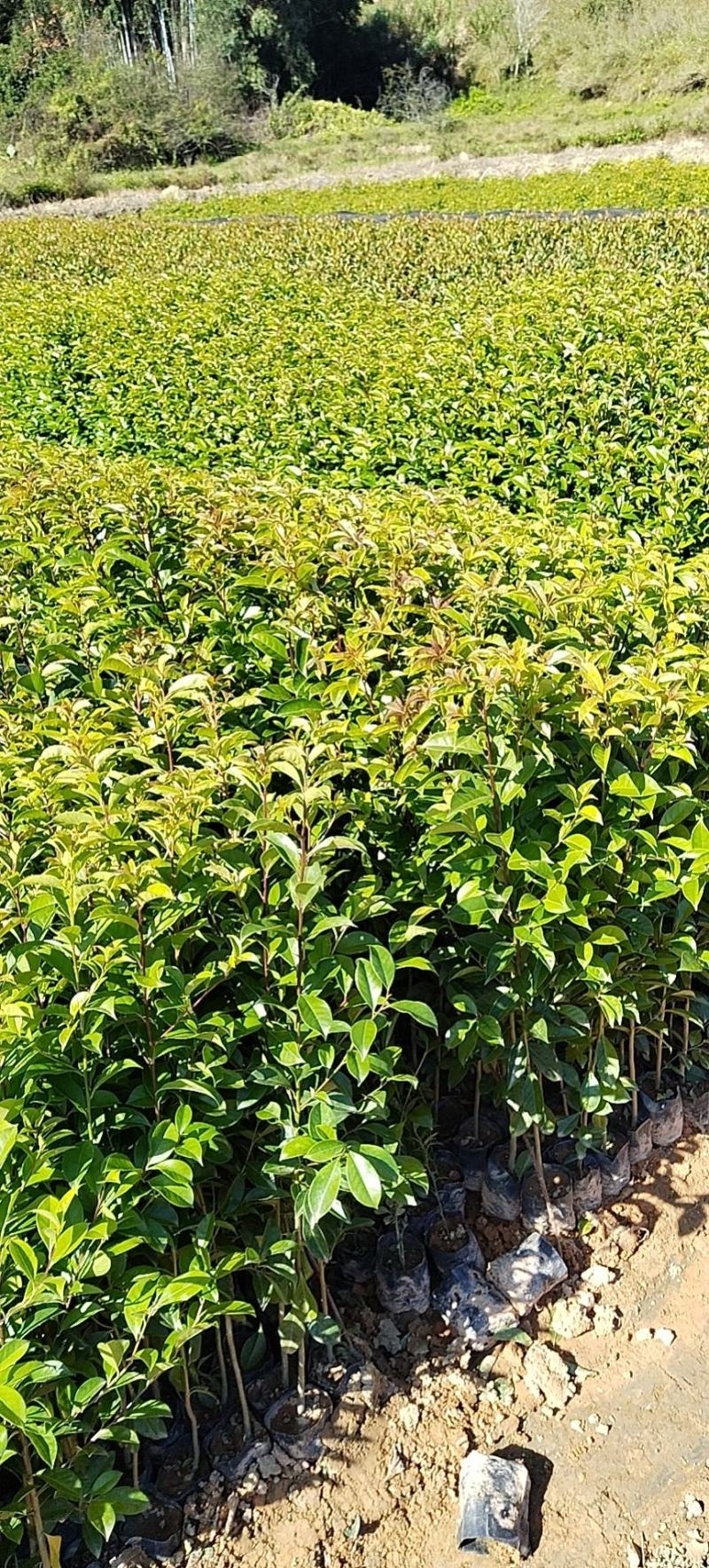 红果冬青、铁冬青白银树，种植基地批发大量供应各种苗