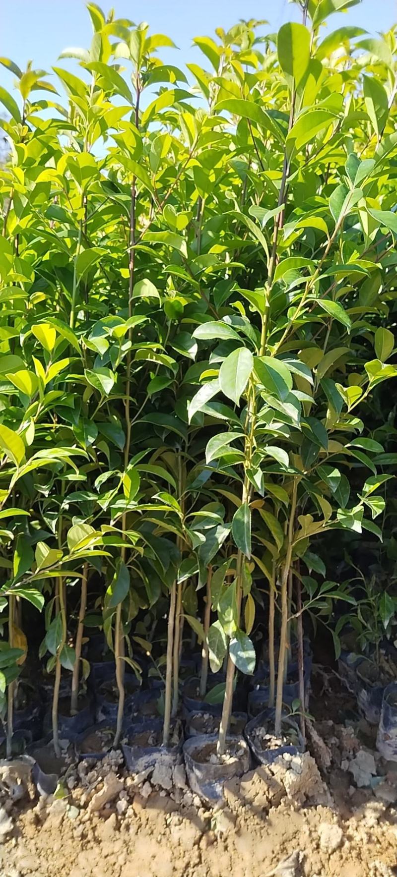 红果冬青、铁冬青白银树，种植基地批发大量供应各种苗