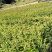 红果冬青、铁冬青白银树，种植基地批发大量供应各种苗