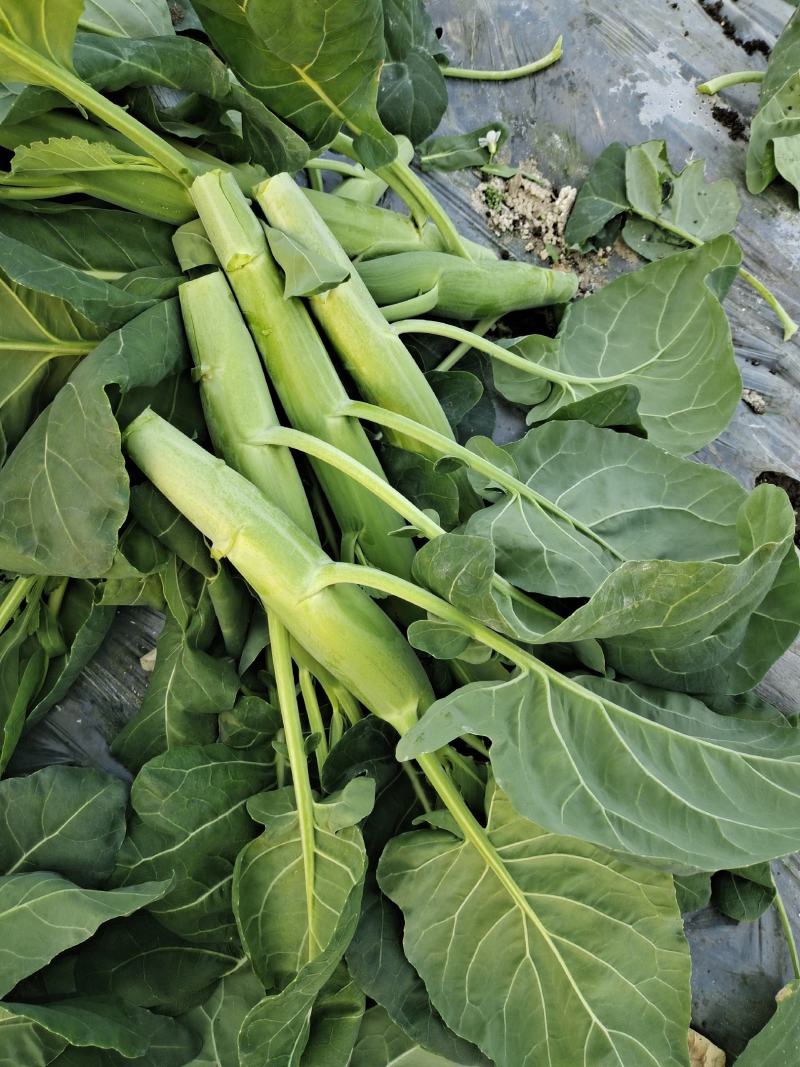 广东菜心