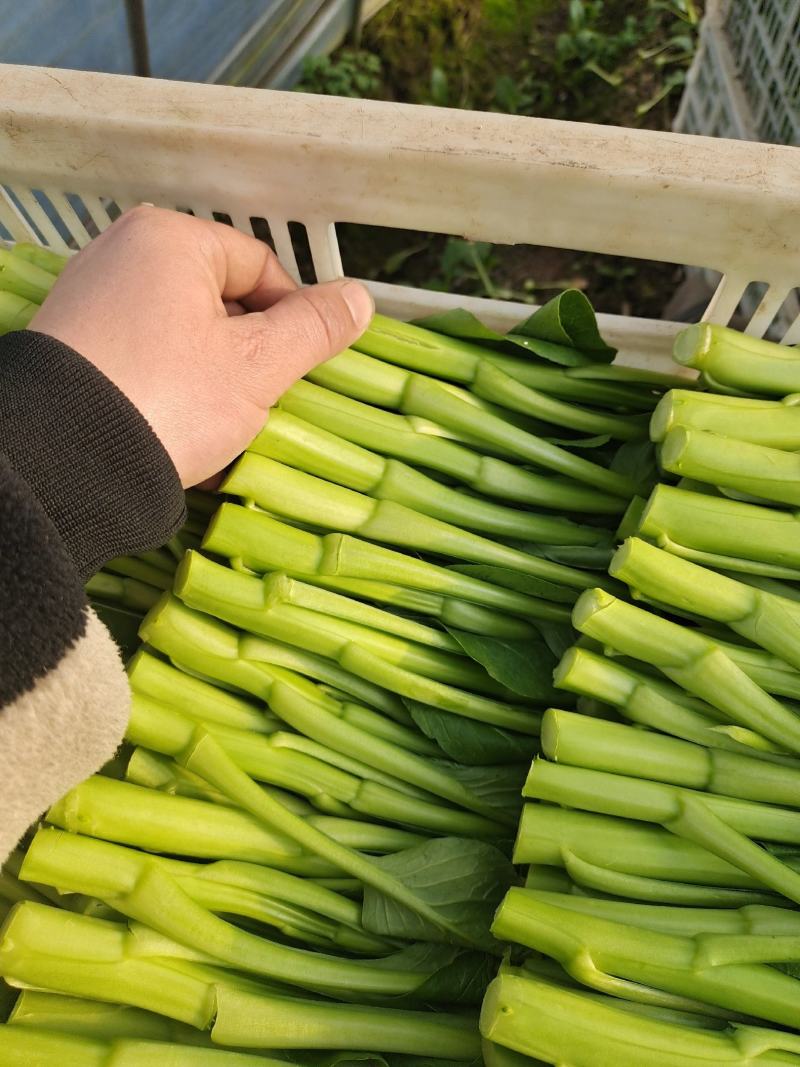 广东菜心