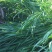 本人有几十亩牧草在攀枝花二滩里面一年四季都有