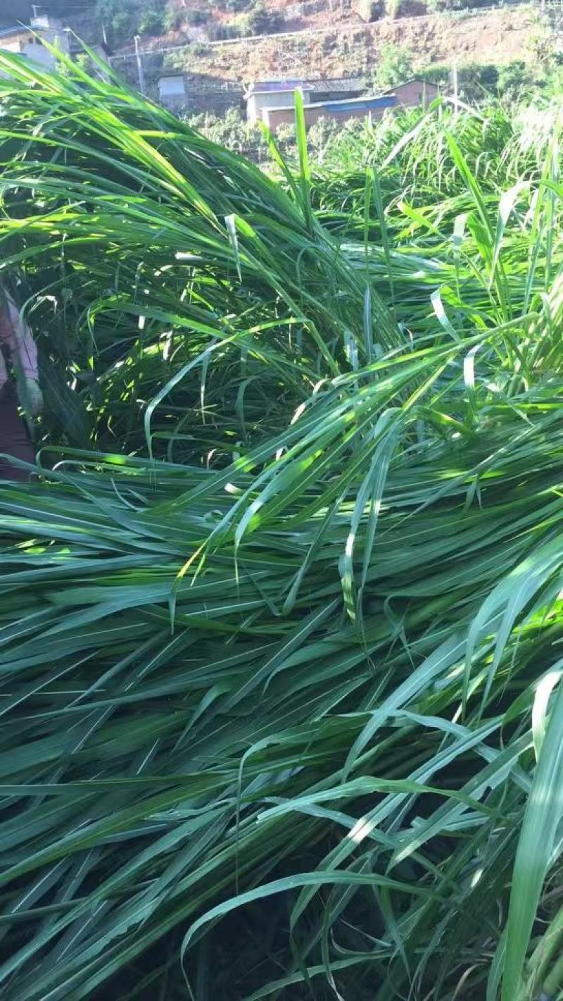 本人有几十亩牧草在攀枝花二滩里面一年四季都有