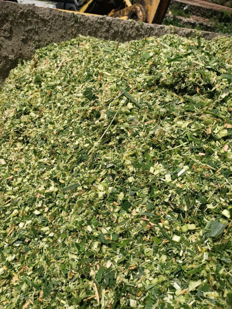 本人有几十亩牧草在攀枝花二滩里面一年四季都有