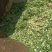 本人有几十亩牧草在攀枝花二滩里面一年四季都有
