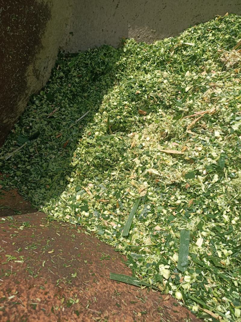 本人有几十亩牧草在攀枝花二滩里面一年四季都有