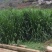 本人有几十亩牧草在攀枝花二滩里面一年四季都有
