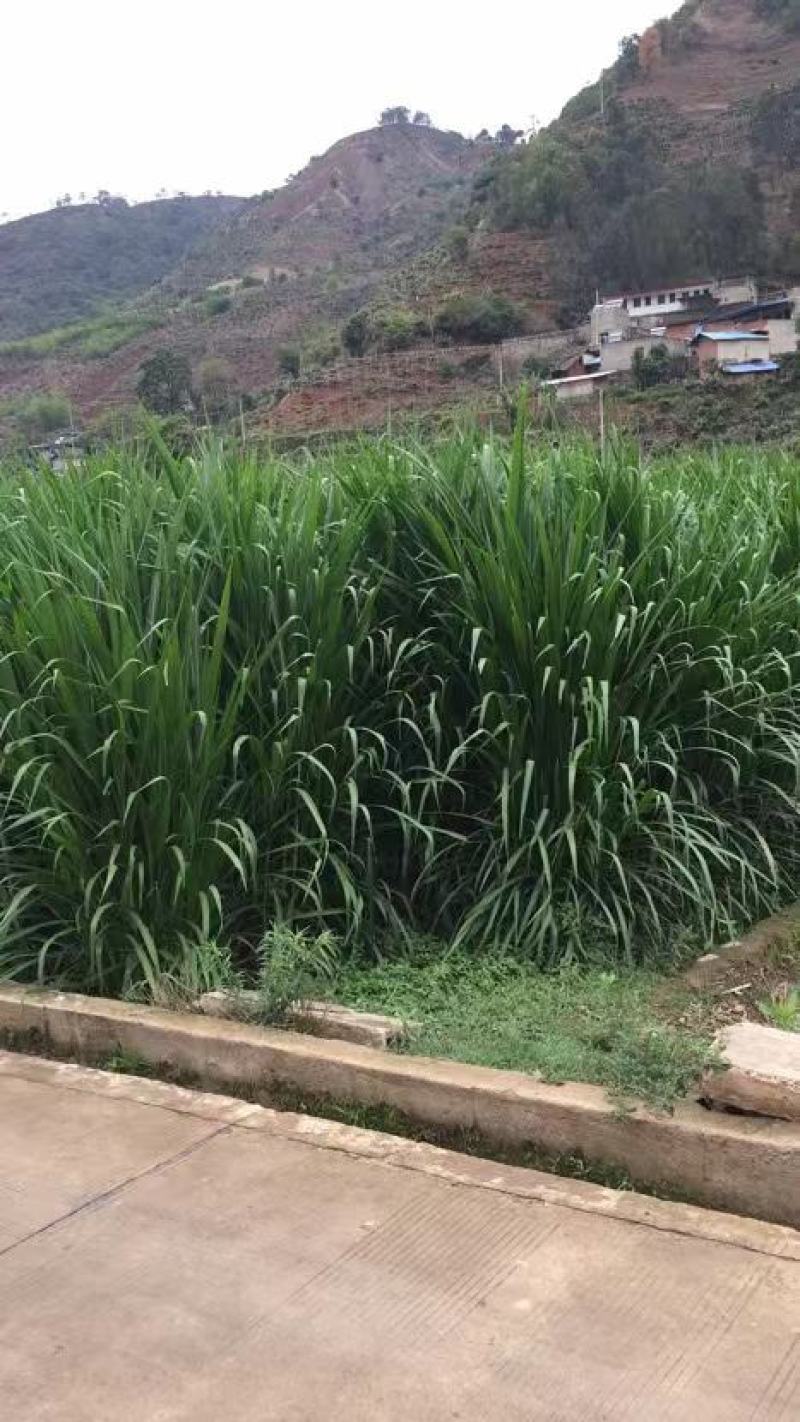 本人有几十亩牧草在攀枝花二滩里面一年四季都有