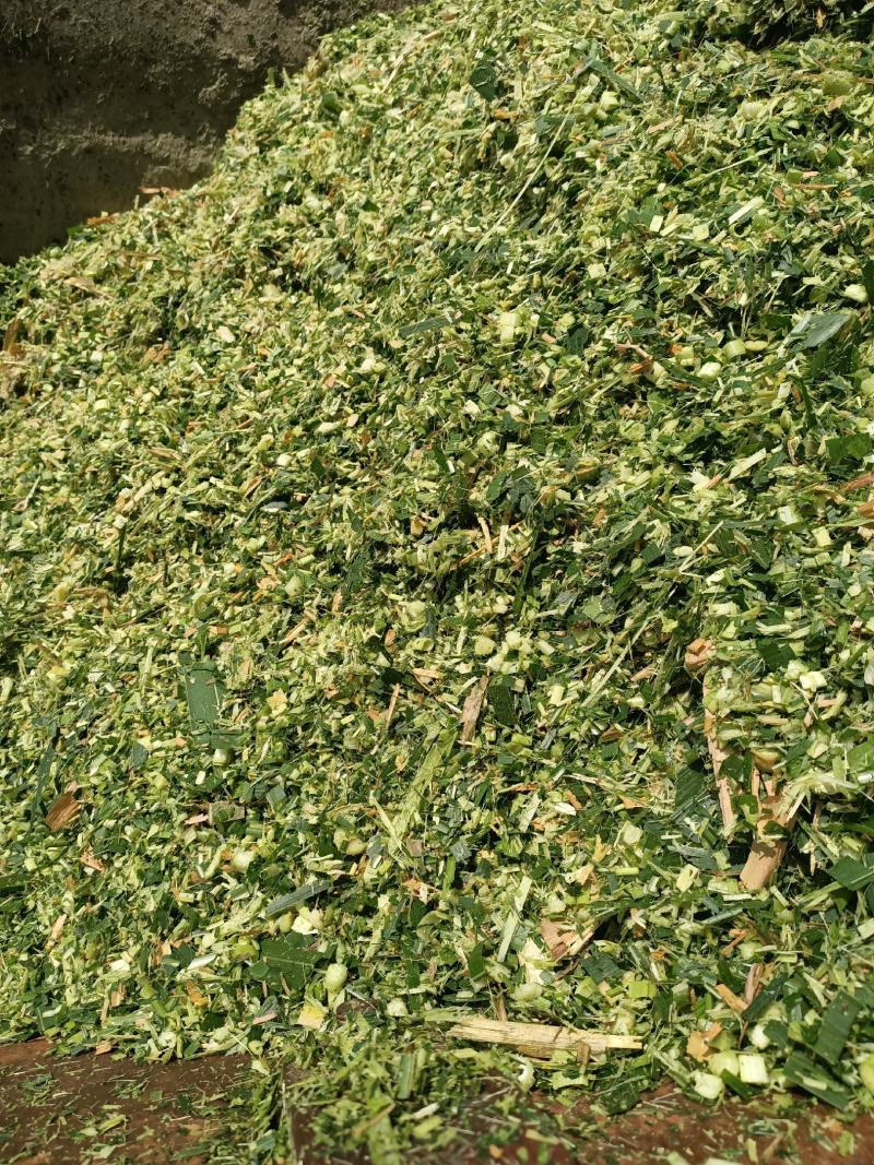 本人有几十亩牧草在攀枝花二滩里面一年四季都有