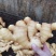 水洗生姜带土大黄姜块大饱满色泽金黄味辣质量可靠
