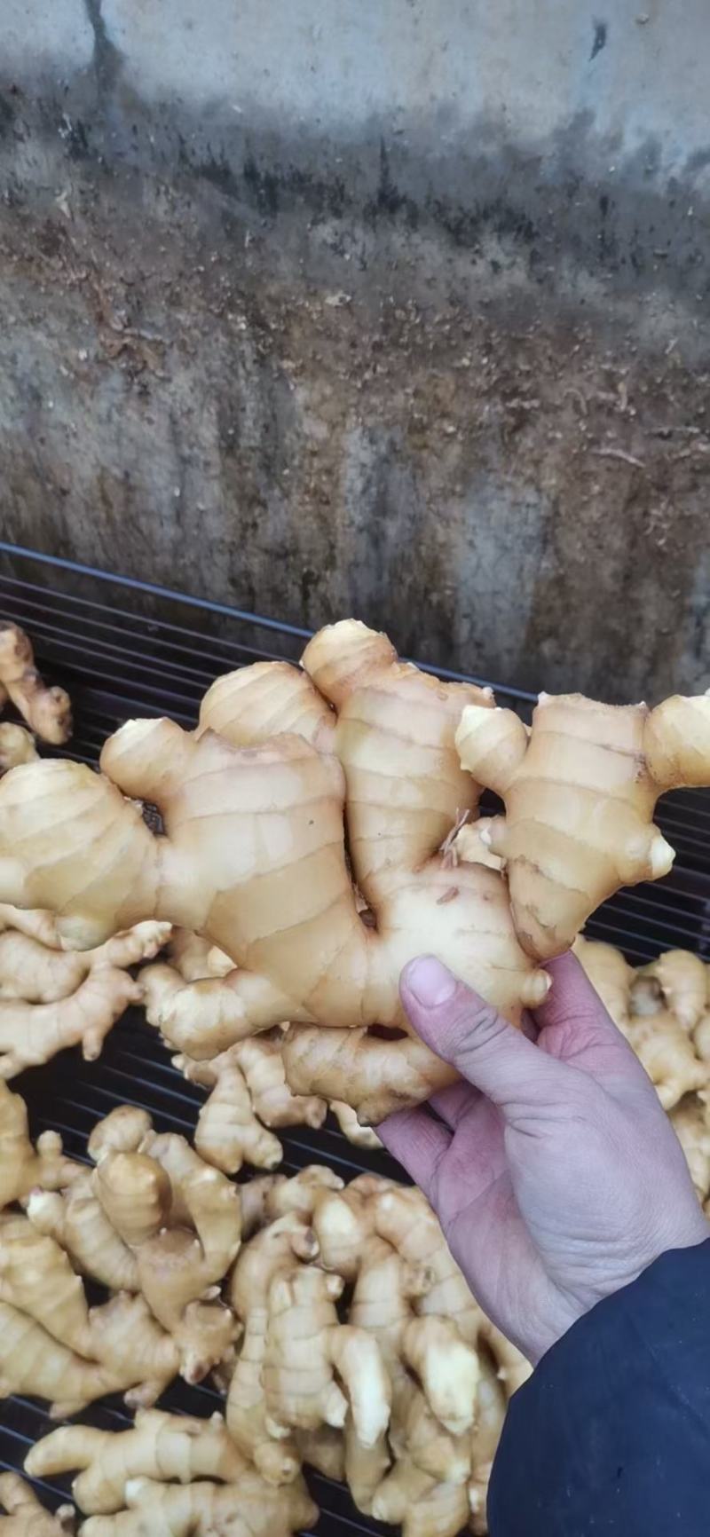 水洗生姜带土大黄姜块大饱满色泽金黄味辣质量可靠