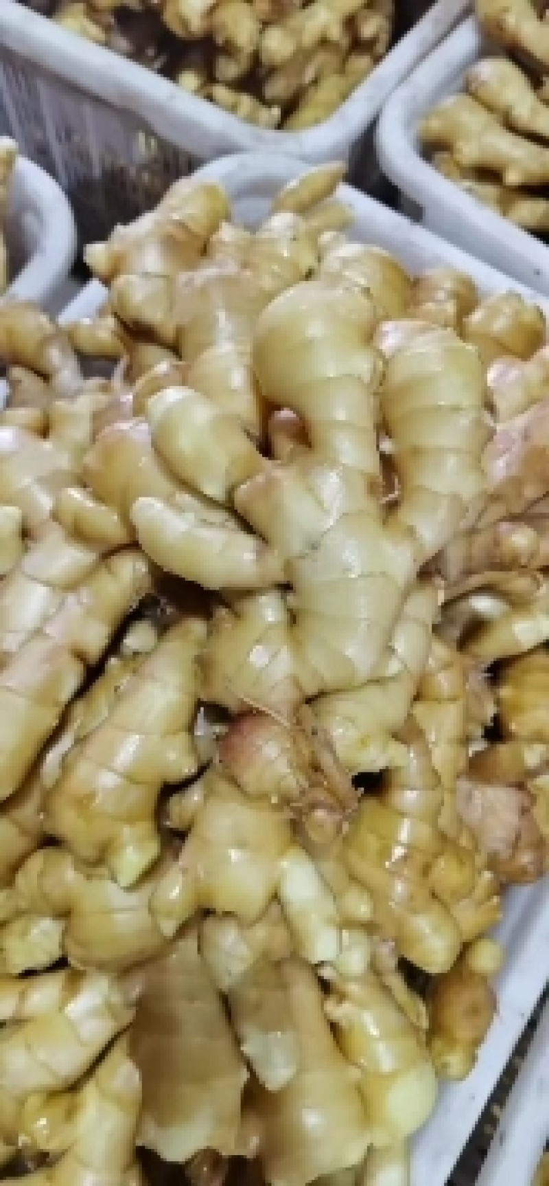 水洗生姜带土大黄姜块大饱满色泽金黄味辣质量可靠