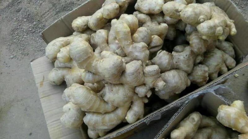 水洗生姜带土大黄姜块大饱满色泽金黄味辣质量可靠