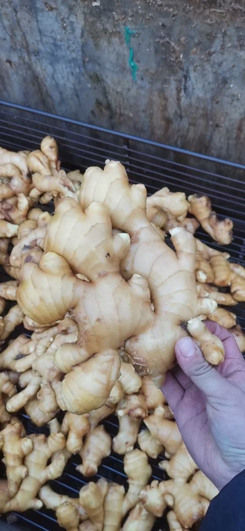 水洗生姜带土大黄姜块大饱满色泽金黄味辣质量可靠