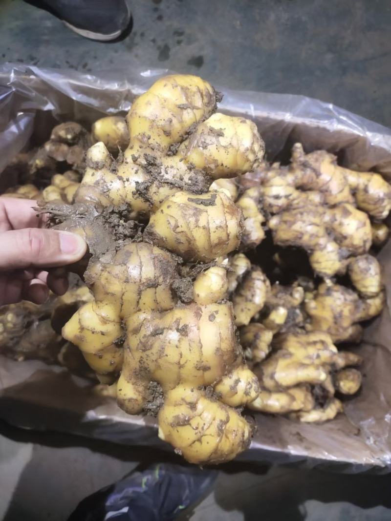水洗生姜带土大黄姜块大饱满色泽金黄味辣质量可靠
