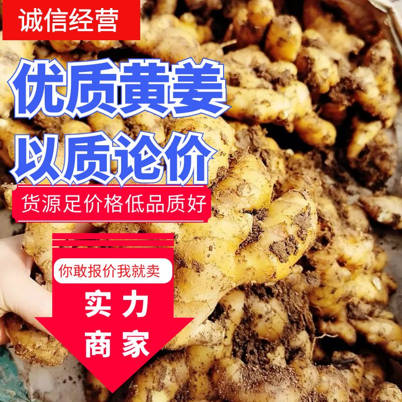 水洗生姜带土大黄姜块大饱满色泽金黄味辣质量可靠