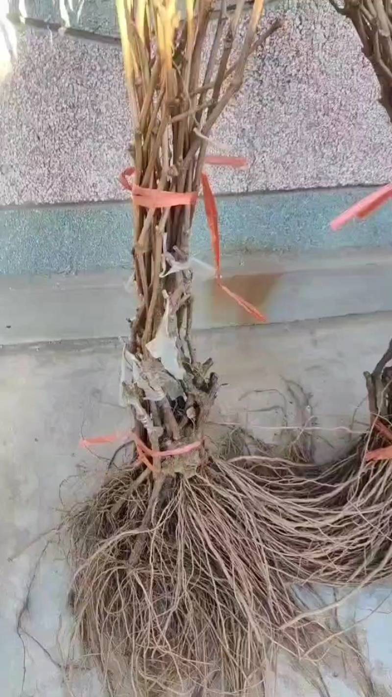 嫁接阳光玫瑰葡萄苗秦皇岛市葡萄苗种苗扦插阳光玫瑰苗