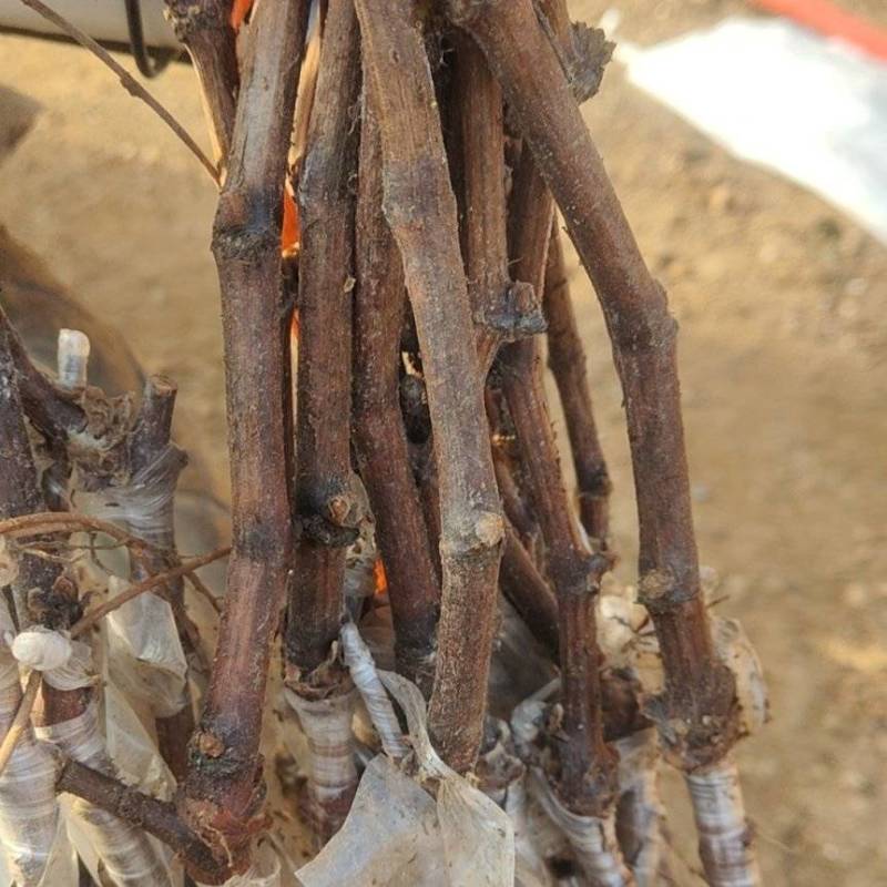 嫁接阳光玫瑰葡萄苗秦皇岛市葡萄苗种苗扦插阳光玫瑰苗