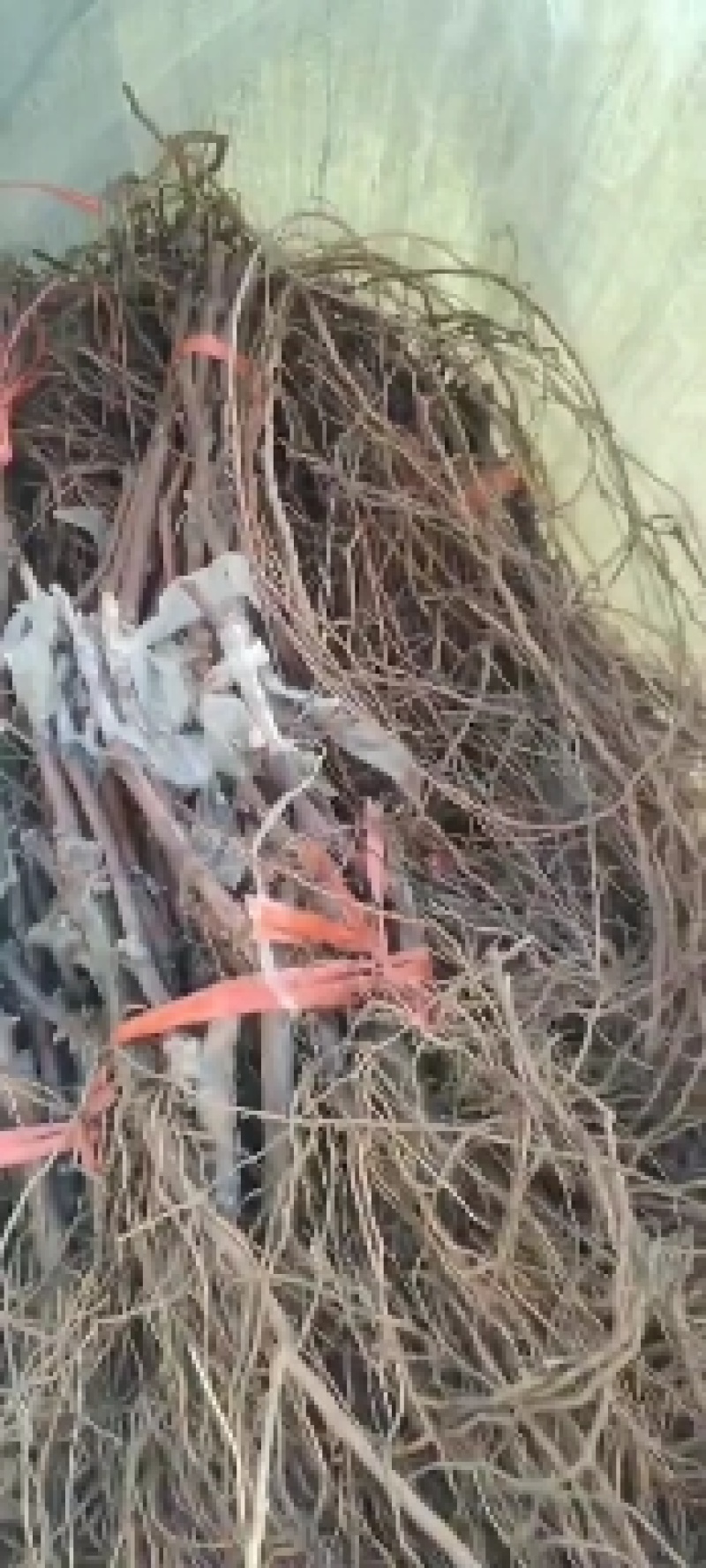 嫁接阳光玫瑰葡萄苗秦皇岛市葡萄苗种苗扦插阳光玫瑰苗