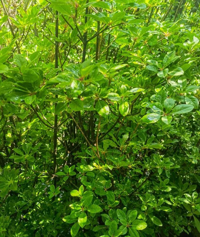 吊钟花