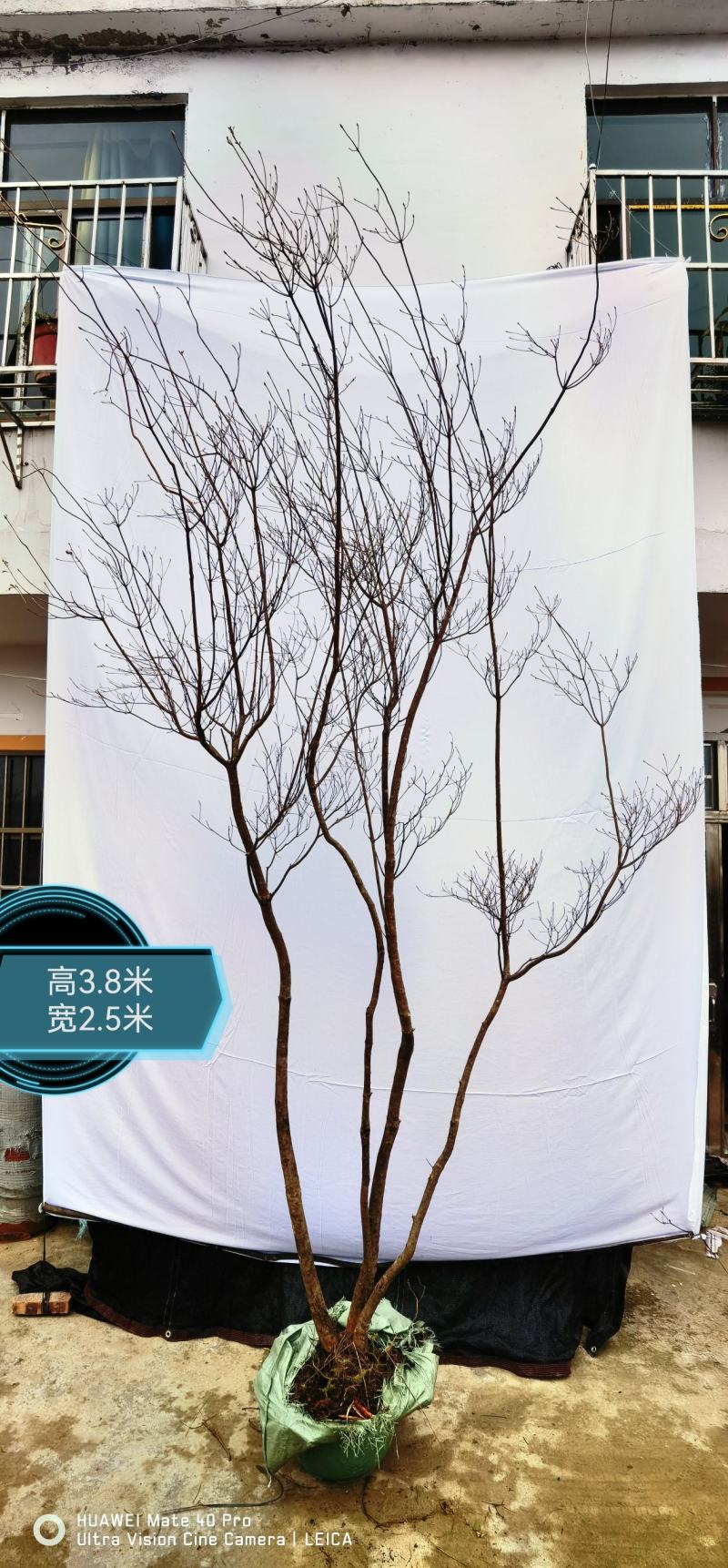 吊钟花