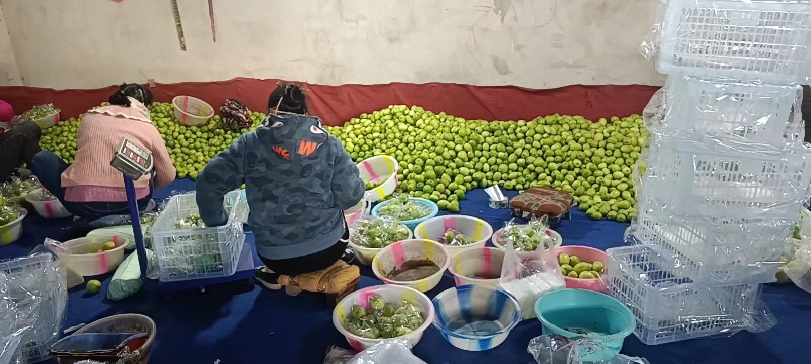 青枣采摘场景图