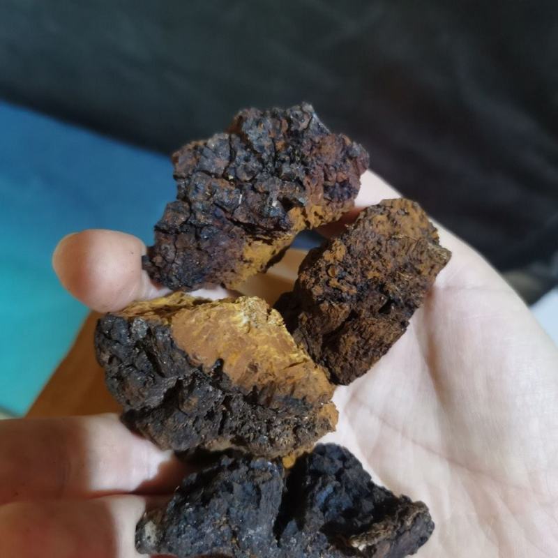 桦树茸块无糖一身轻易吸收易溶解大量现货供应欢迎选购