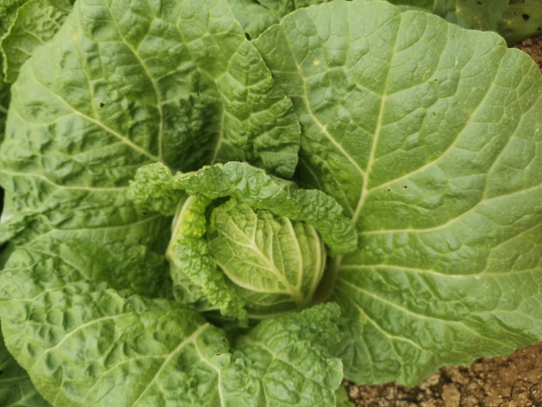 娃娃菜与小白菜对比图