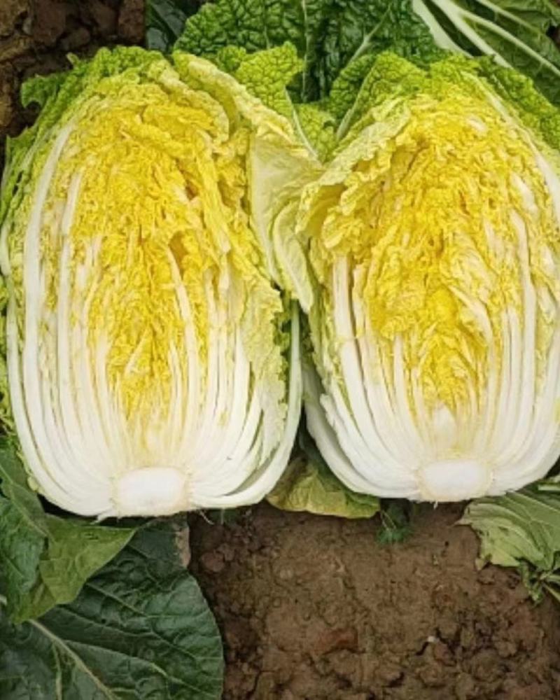 精品大白菜基地直供一手货源品质保证对接批发商！
