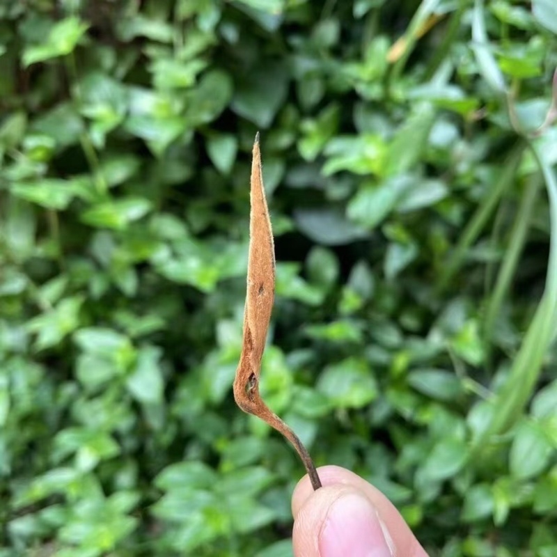 茉莉红针王浓香型茉莉花红茶广西横州市直发