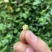 茉莉红针王浓香型茉莉花红茶广西横州市直发