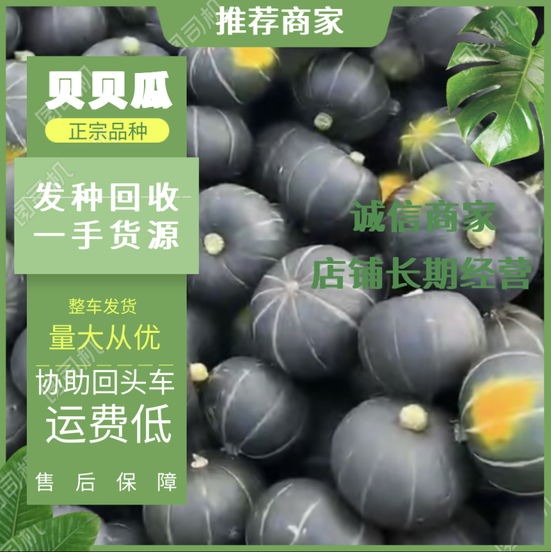 广西南宁贝贝南瓜板栗瓜，质量保证，价格优惠，工地一手货源