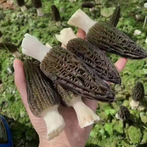 新鲜羊肚菌羊肚菌云南羊肚菌大量批发产地直销羊肚菌