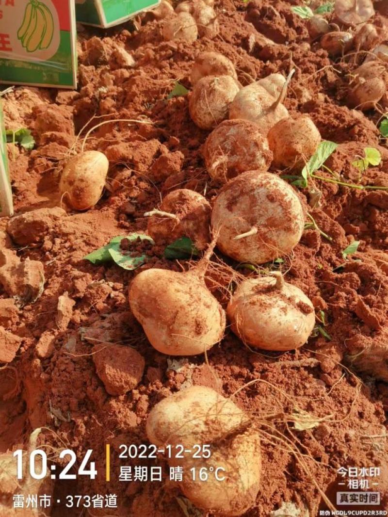 精品豆薯产地货源质量保证品质上乘欢迎联系