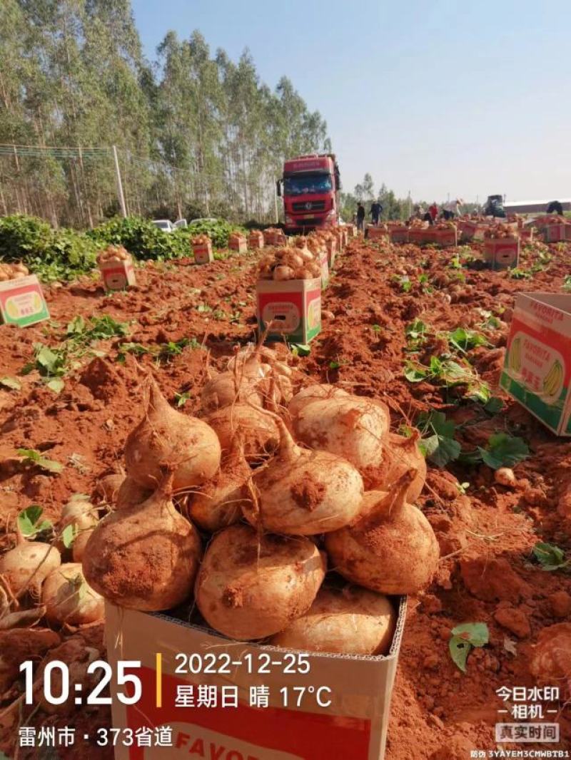 精品豆薯产地货源质量保证品质上乘欢迎联系