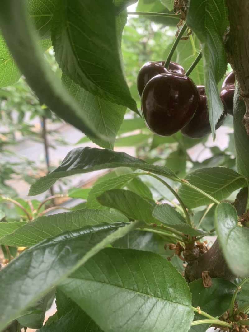 大连美颜2月份上市