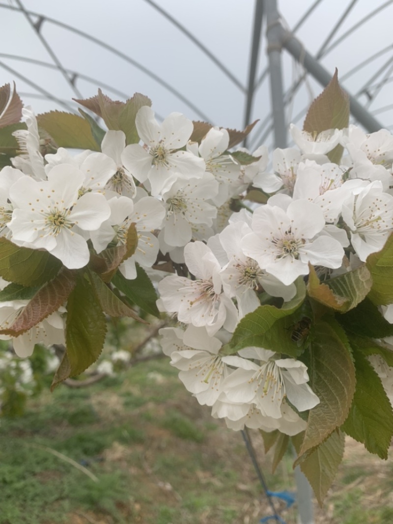 大连美颜2月份上市