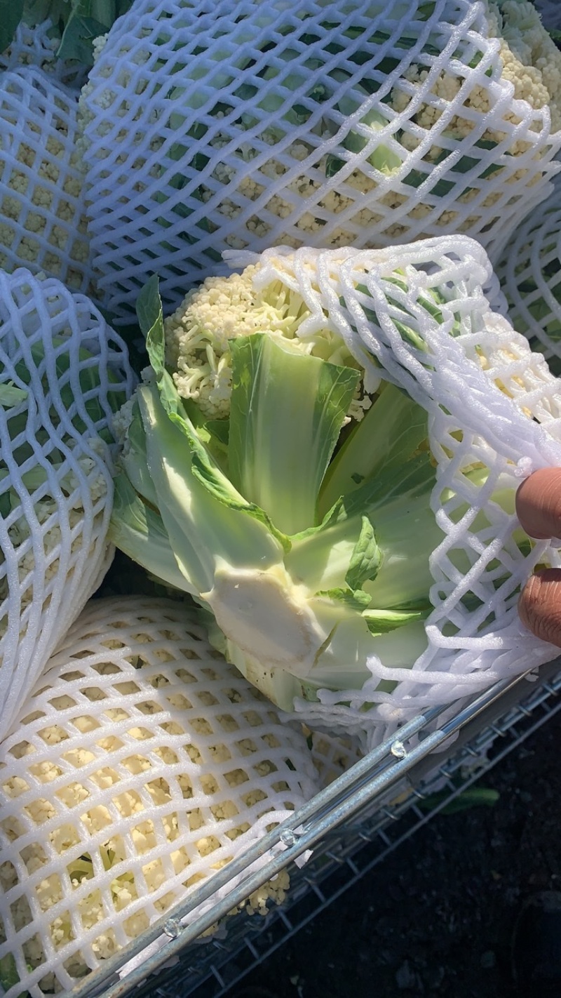 花菜