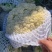 花菜