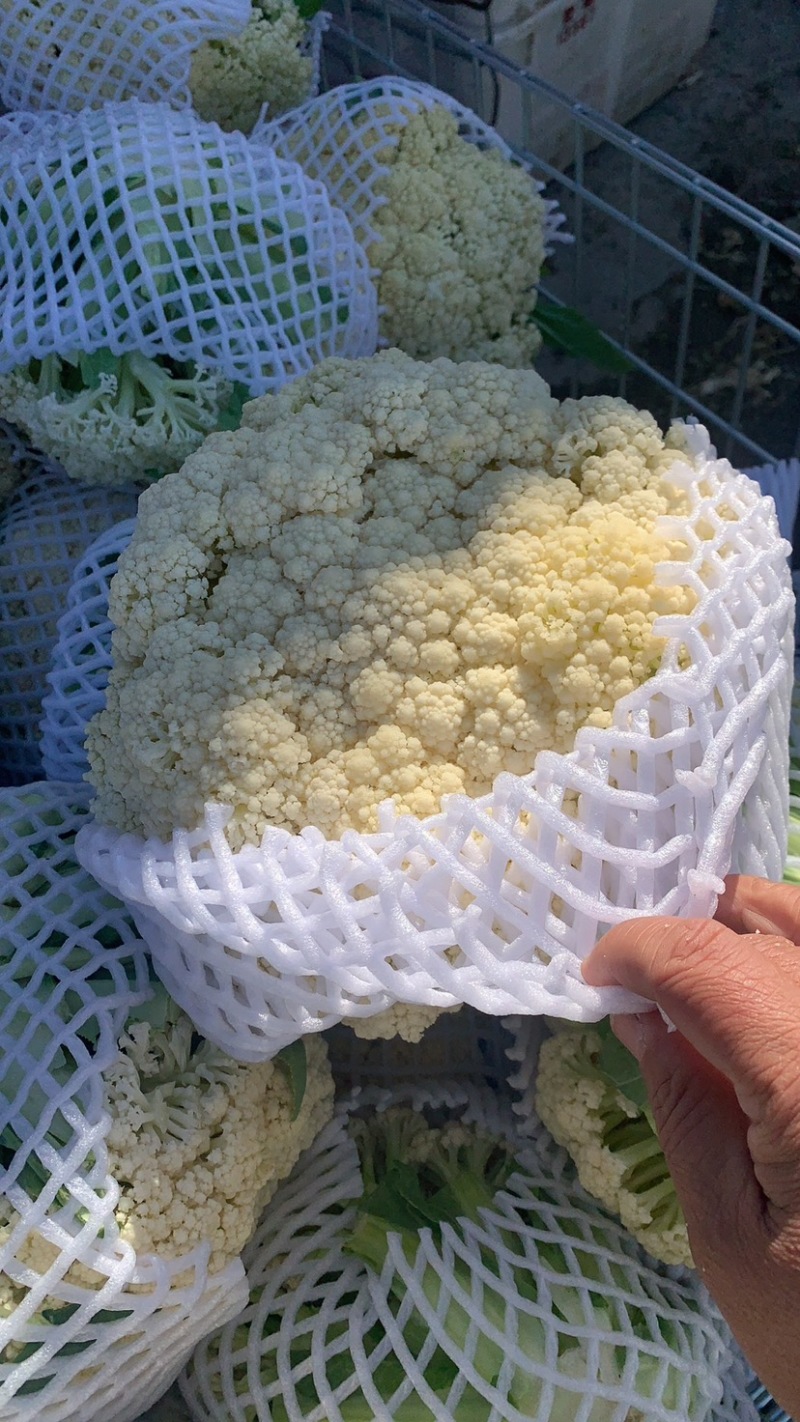 花菜