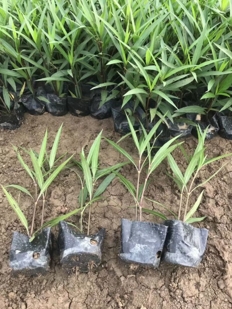翠芦莉矮化翠芦莉粉花翠芦莉，基地大量现货供应。