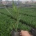 翠芦莉矮化翠芦莉粉花翠芦莉，基地大量现货供应。