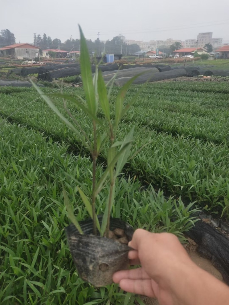翠芦莉矮化翠芦莉粉花翠芦莉，基地大量现货供应。