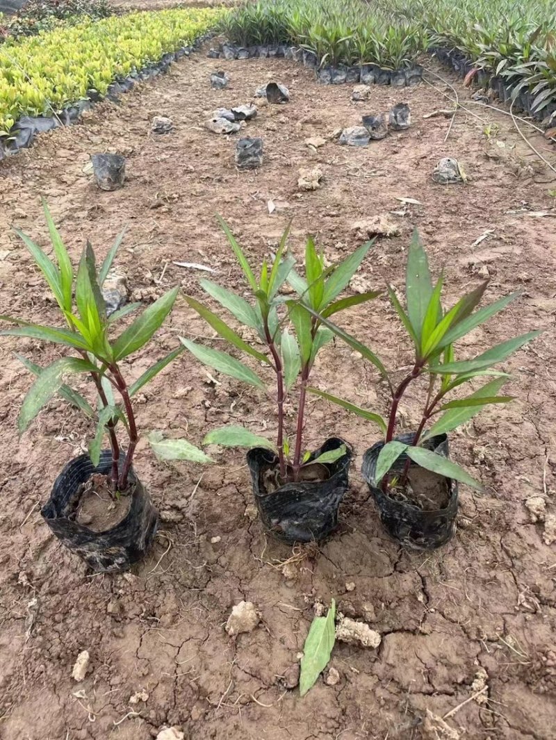 翠芦莉矮化翠芦莉粉花翠芦莉，基地大量现货供应。